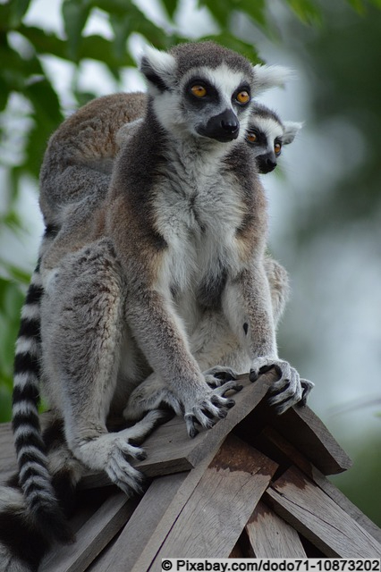 Lemuren im Zoo von Leipzig