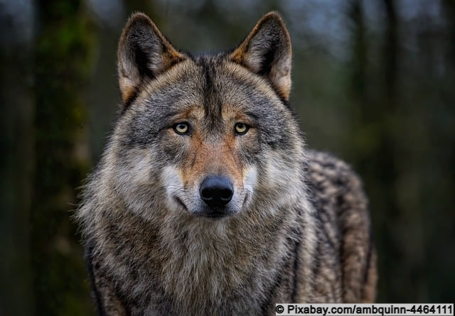 Eurasischer Wolf