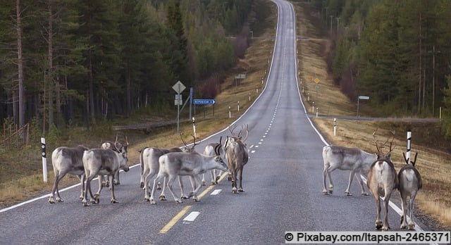 Rentiere auf Finnlands Straßen