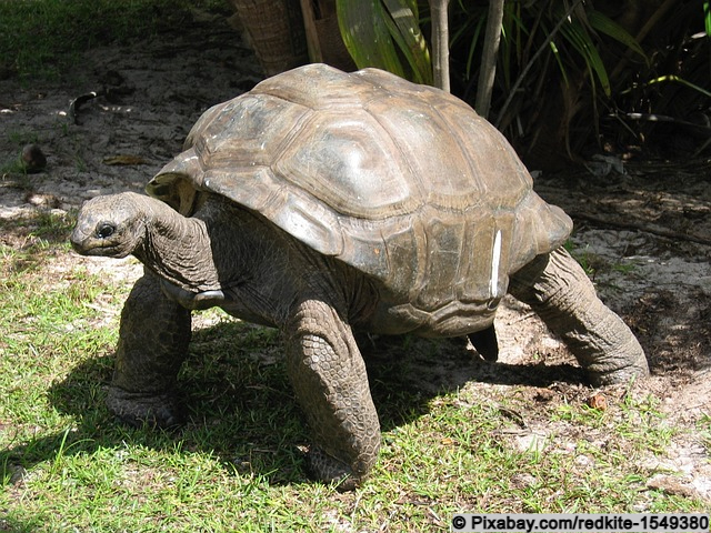 Riesenschildkröten auf den Seychellen