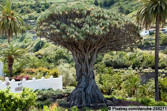 Drachenbaum auf Teneriffa