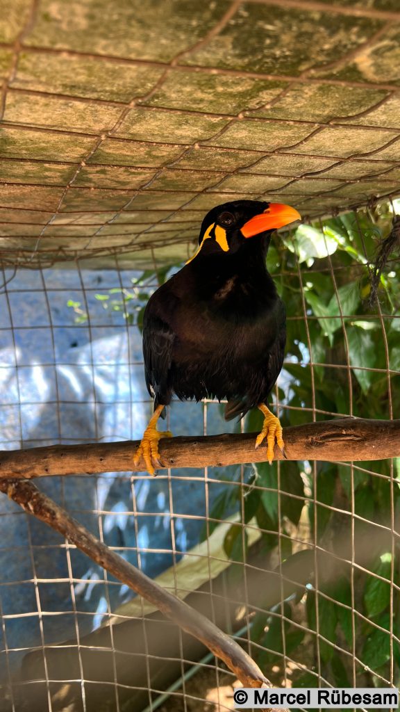 Ein Beo in der Butterfly Farm auf Koh Lanta