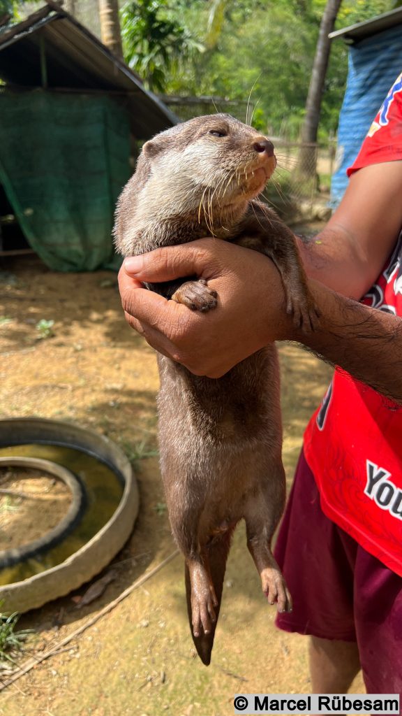 Kleiner Otter auf Koh Lanta