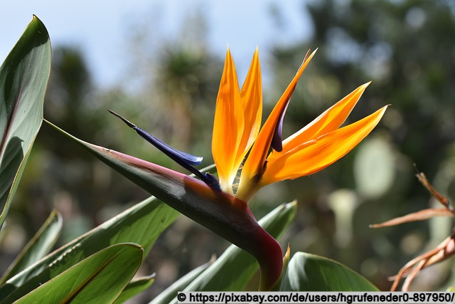 Strelitzie auf Madeira