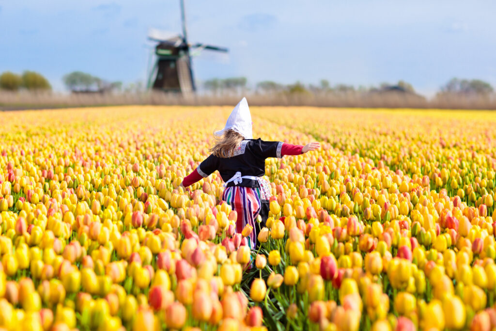 Ein riesiges Feld von Tulpen in Holland