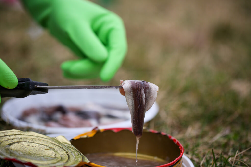 Nahaufnahme von Heringsfilet aus der Dose - Surstrømming