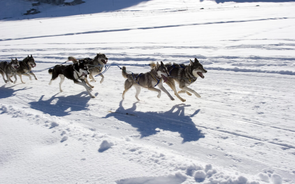 Auch in der Nähe von Riga werden Husky Schlittenfahrten angeboten