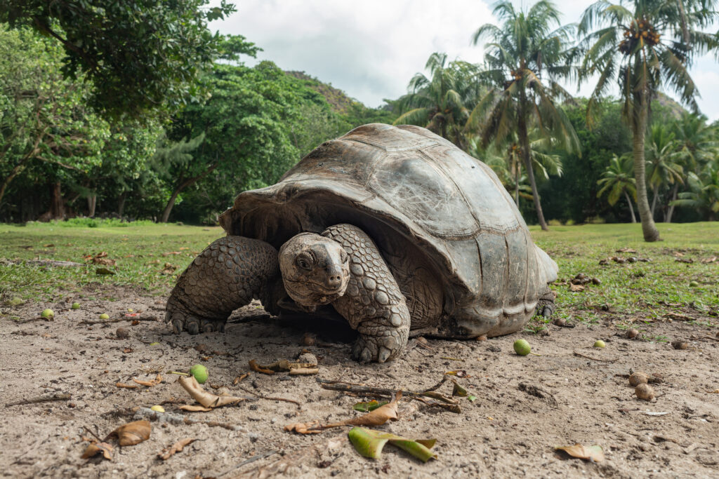 Eine Aldabra-Riesenschildkröte auf der Insel Curieuse