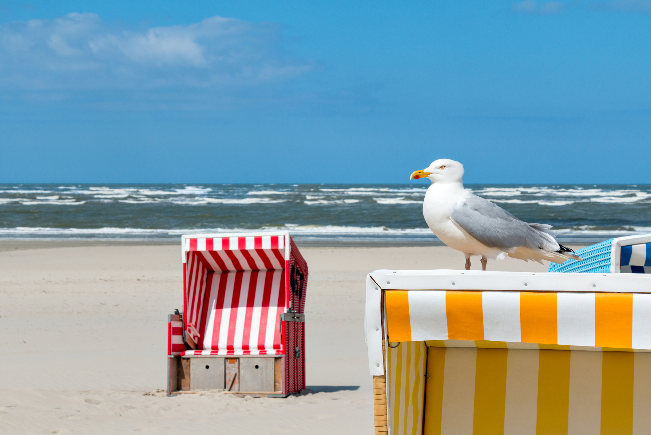 Eine Möwe auf einem Strandkorb am Strand von Langeoog