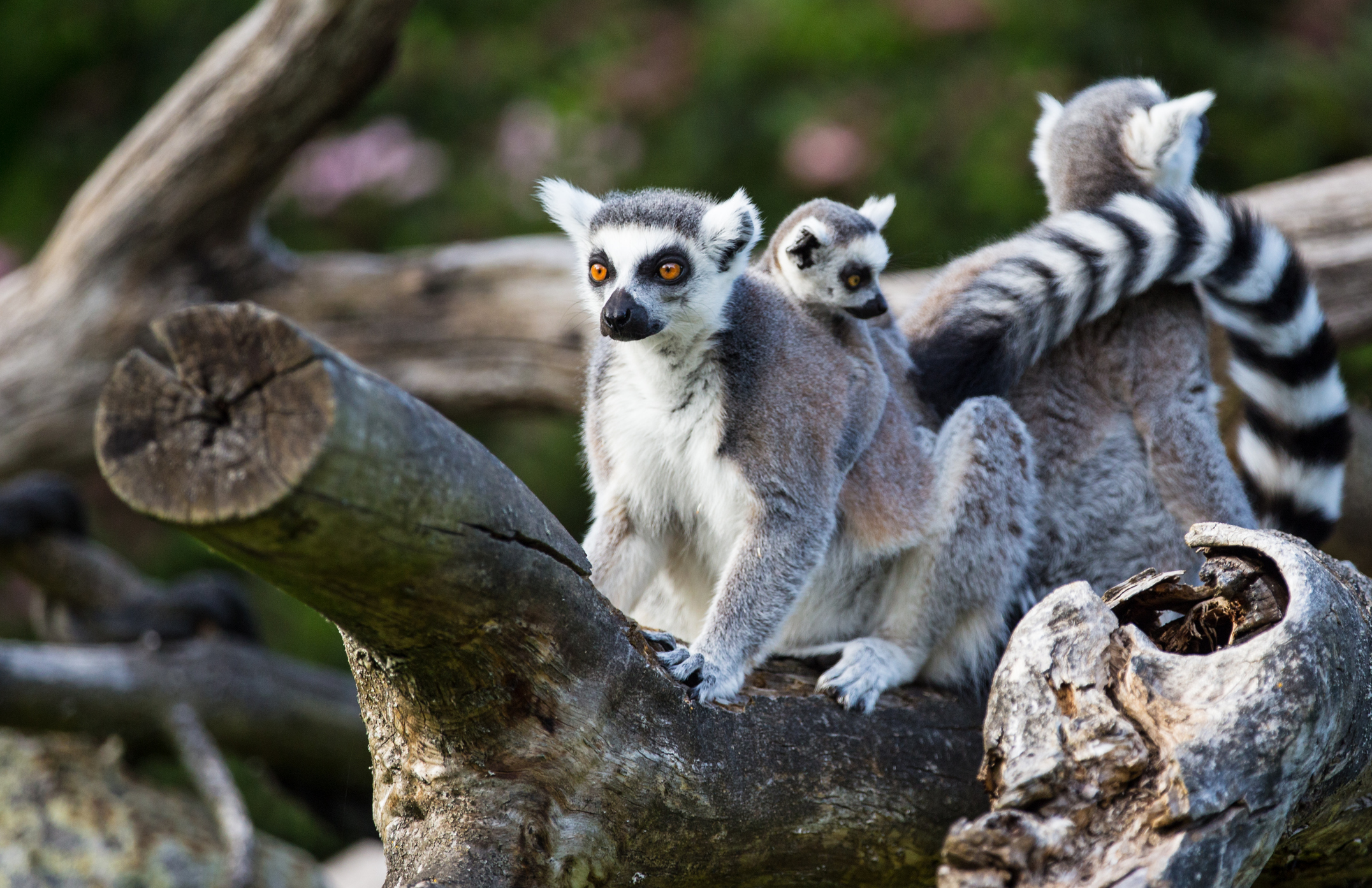 Einige Lemuren im sehr bekannten Zoo Karlsruhe