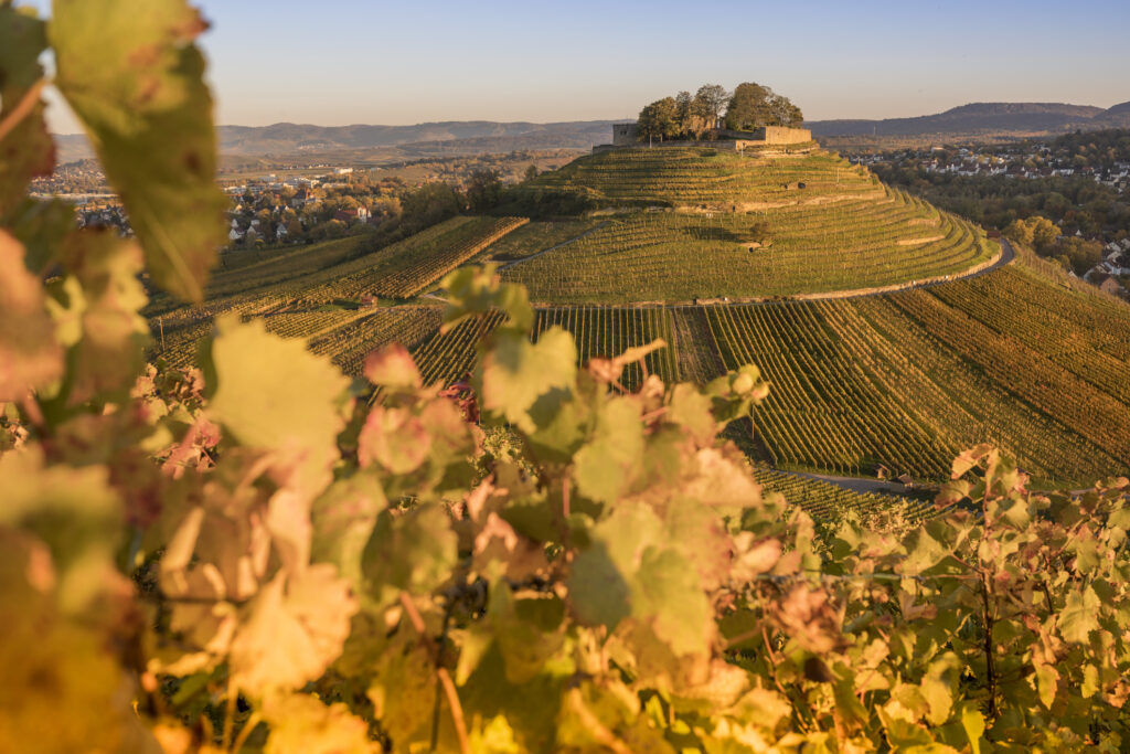 Herbstliche Landschaft mit Weinbergen in der Nähe von Heilbronn