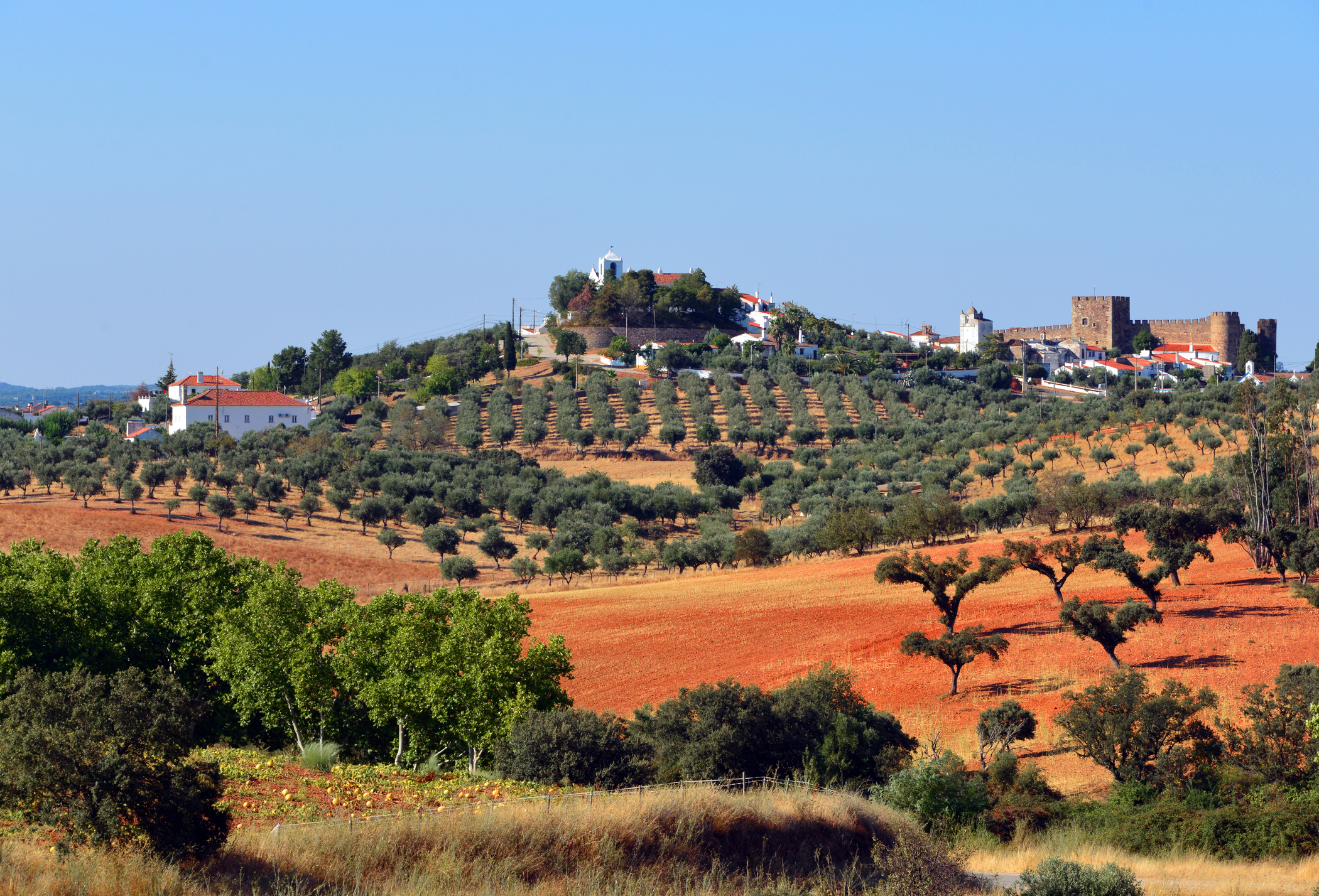 Ländliche Gegend mit einem Olivenhain rund um Alentejo in Portugal