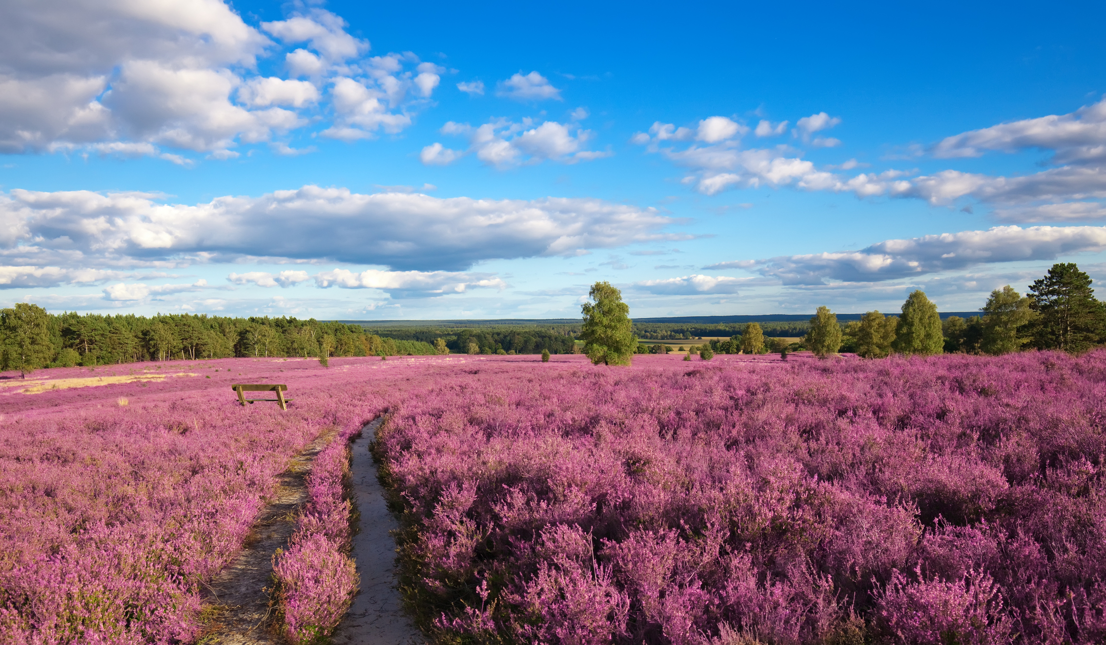 Rosa Heidelandschaft mit blauem Himmel in der Lüneburger Heide