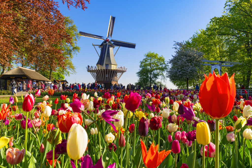 Tulpen und Windmühlen sind ein typisches Markenzeichen für die Stadt Amsterdam