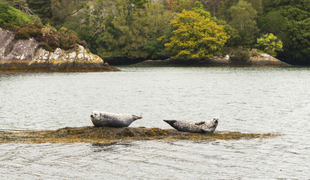 Common Robben in Irland