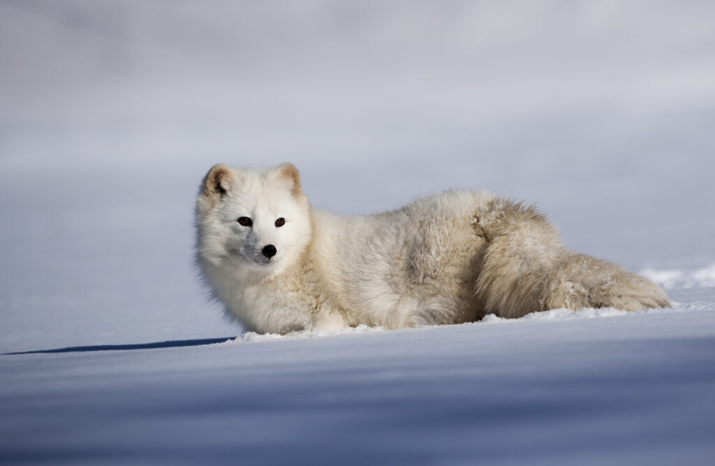 Den Polarfuchs findest du in den Westfjorden und abgelegenen Hochlandregionen