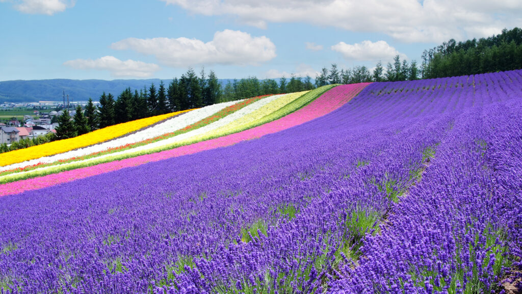 Die Lavendelfelder haben strahlende Farben auf Hokkaido