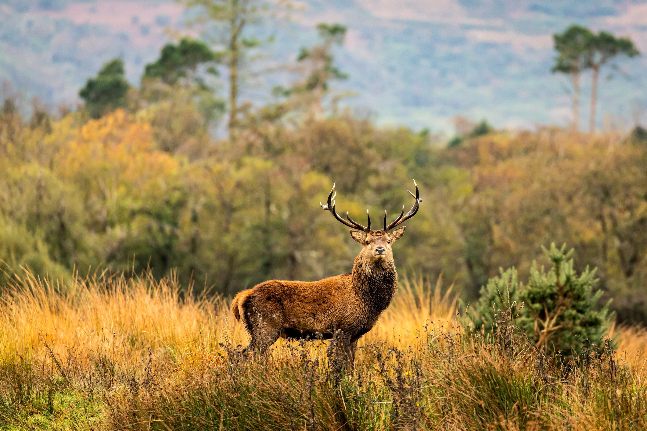 Ein großer Hirsch im Killarney National Park in Irland