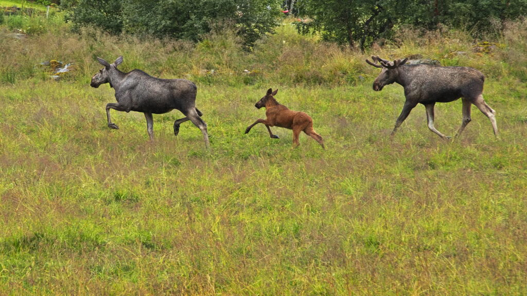 Eine Elchfamilie auf einer Wiese in Norwegen