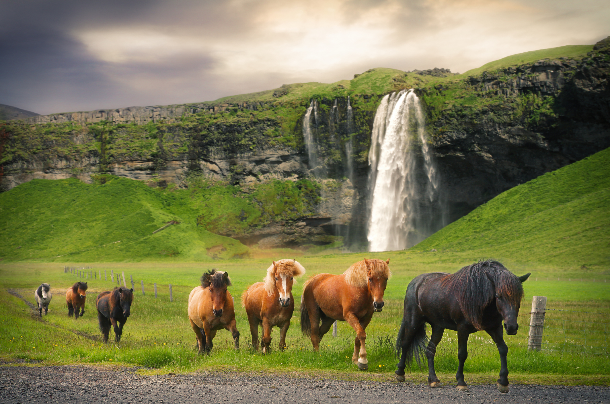 Eine Gruppe Islandpferde am Wasserfall Seljalandsfoss