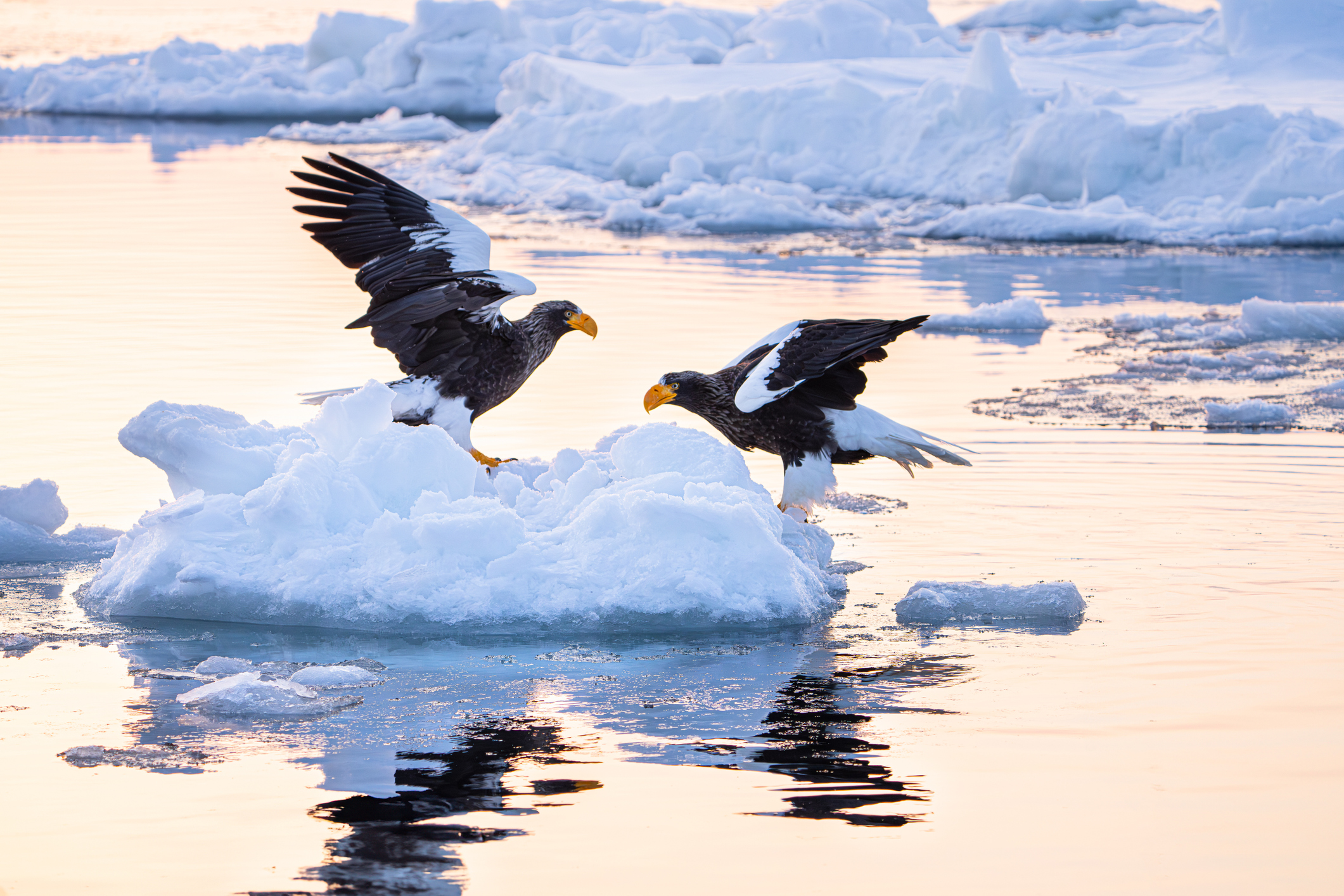 Gemeinsame Jagd bei Sonnenaufgang - Diese Steller's See Adler kannst du im Nationalpark in Hokkaido mit etwas Glück live sehen