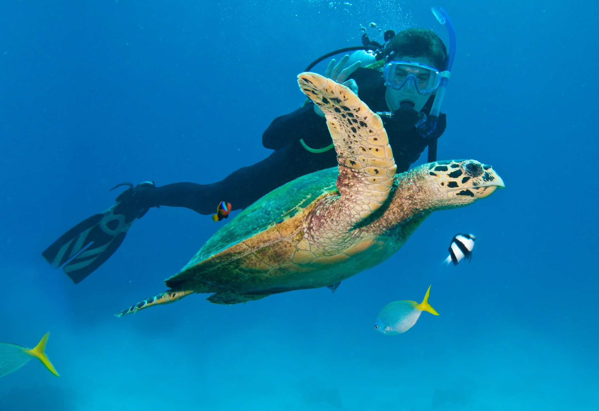 Tauchgänge im Great Barrier Reef mit Schildkröten in Australien