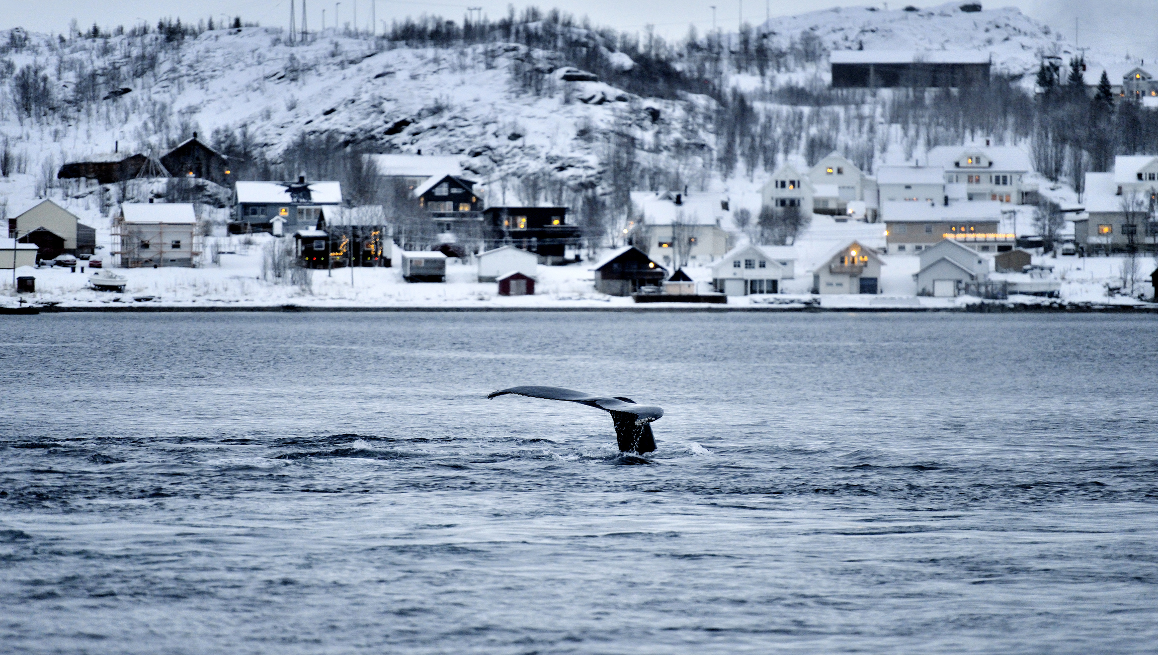 Wale vor der Küste von Tromsø