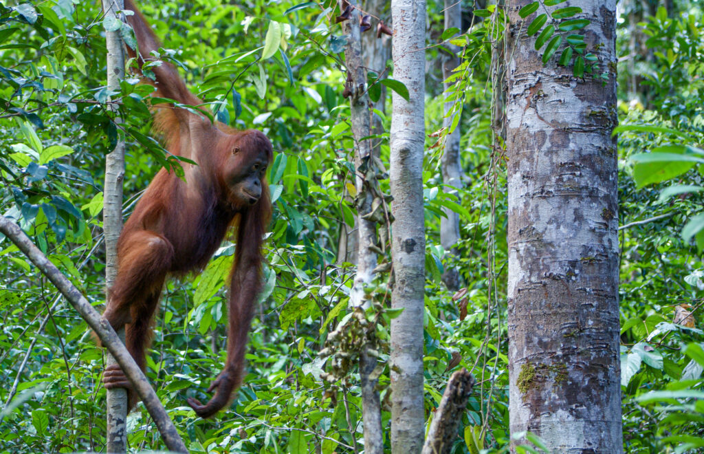 Wilder Orang-Utan im Tanjung-Puting-Nationalpark nahe Camp Leakey auf Borneo - Bildnachweis: Bkamprath Stock-Datei-ID: 2163675554 – Lizenz vom: 07.06.2025