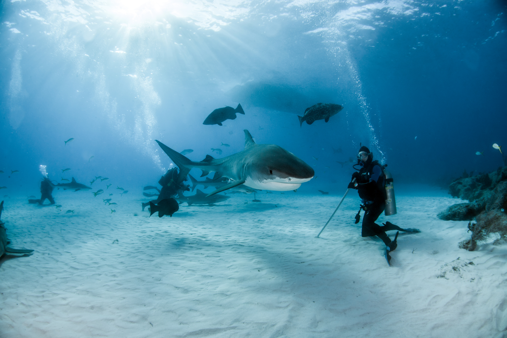 Taucher begegnet einem Hai am Tiger Beach, Bahamas – Unterwasseraufnahme mit direkter Nähe.