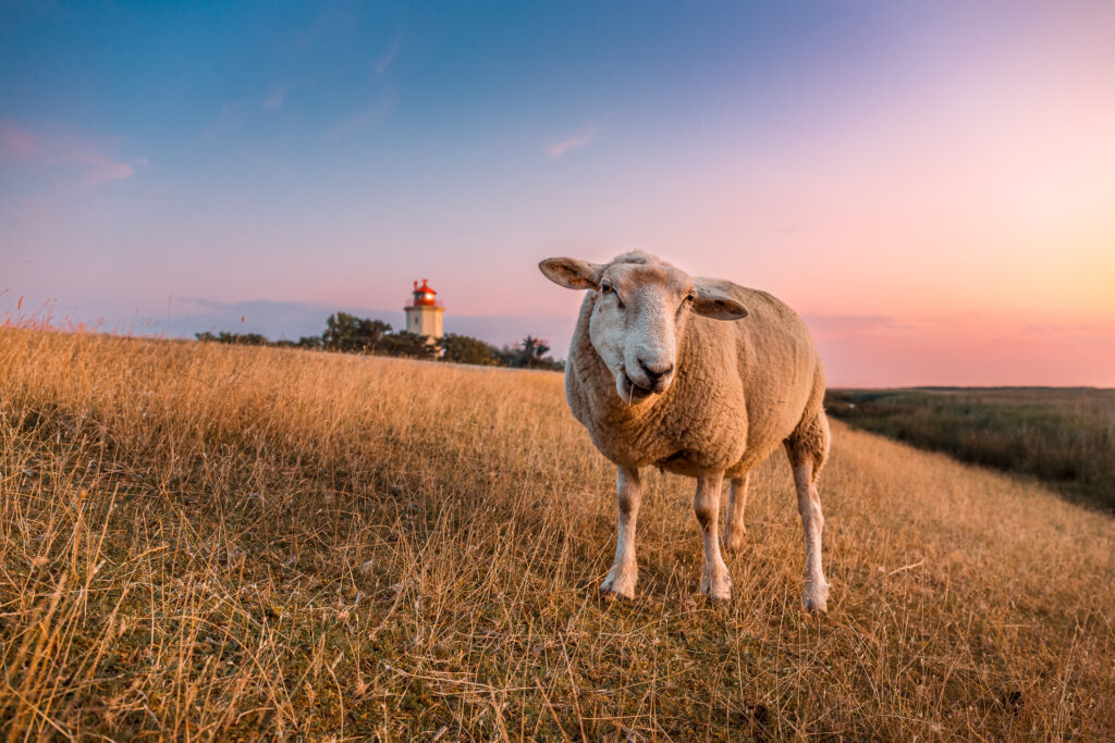 Ein Schaf vor dem Leuchtturm Westermarkelsdorf auf Fehmarn Bildnachweis: istockphoto.com / rpeters86 Stock-Datei-ID: 1166051029