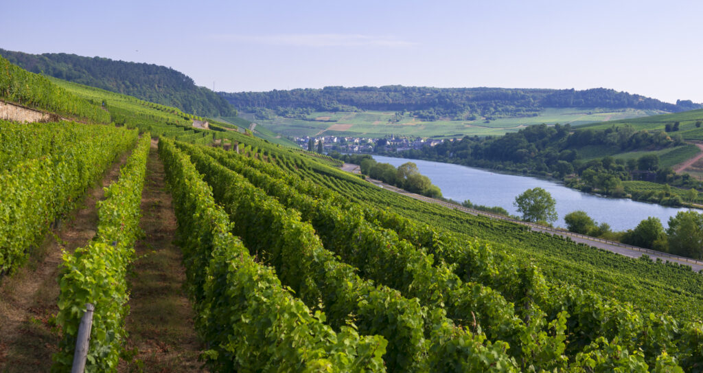 Weinberg in der Nähe von Ahn in Luxemburg - Bildnachweis: JacobH Stock-Datei-ID: 1169642050 – Lizenz vom: 03.07.2025
