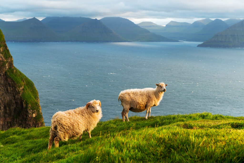 Ein paar Schafe auf Kalsoy Island auf den Färöer-Inseln - Bildnachweis: Smitt Stock-Datei-ID: 1210817360 – Lizenz vom: 08.07.2025