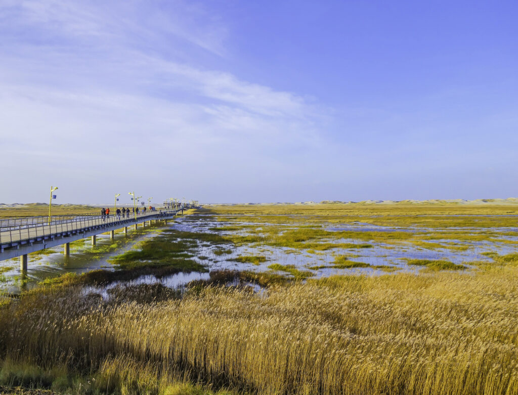 Die Küstenlandschaft von St. Peter-Ording - Bildnachweis: Pusteflower9024 Stock-Datei-ID: 1405625805 – Lizenz vom: 12.06.2025