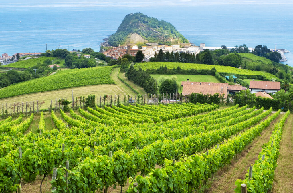 Weinberge am Meer in Getaria im Baskenland, Spanien - Bildnachweis: poliki Stock-Datei-ID: 1405763922 – Lizenz vom: 04.07.2025