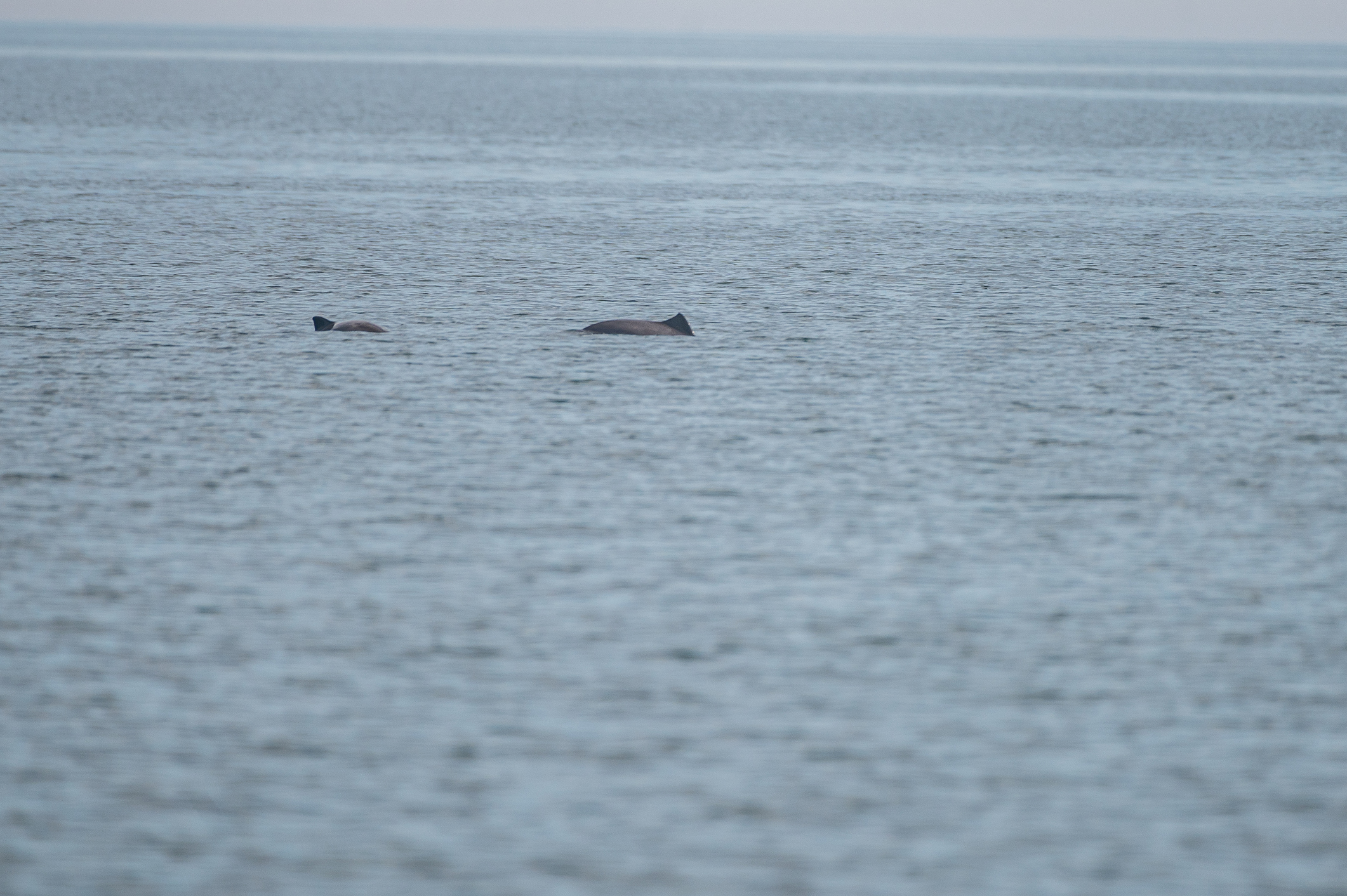 Schweinswale in der Ostsee – Bildnachweis: photography-wildlife-de Stock-Datei-ID: 1439708733 – Lizenz vom: 03.07.2025
