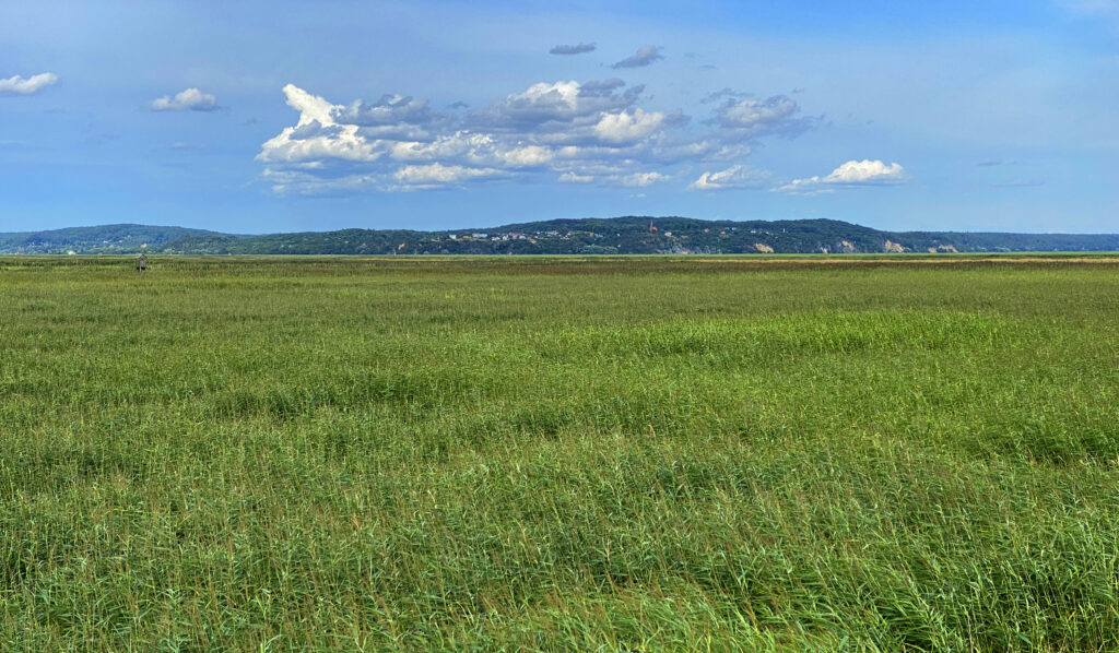 Saftige Wiesen auf der Insel Karsibor im Stettiner Haff - Bildnachweis: Wirestock Stock-Datei-ID: 1442697448 – Lizenz vom: 09.07.2025