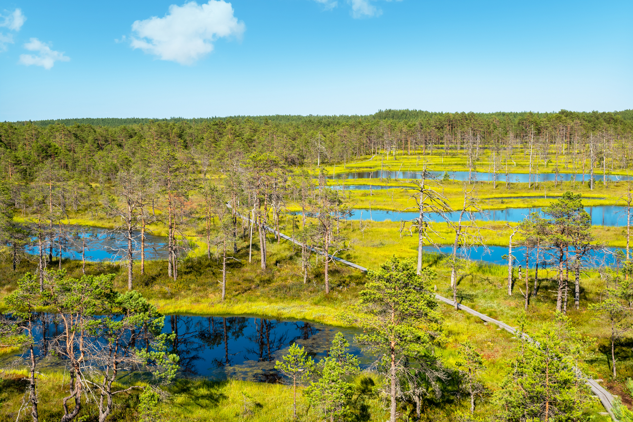 Blick auf das Viru-Moor in Estland - Bildnachweis: Arsty Stock-Datei-ID: 1486836796 – Lizenz vom: 04.07.2025
