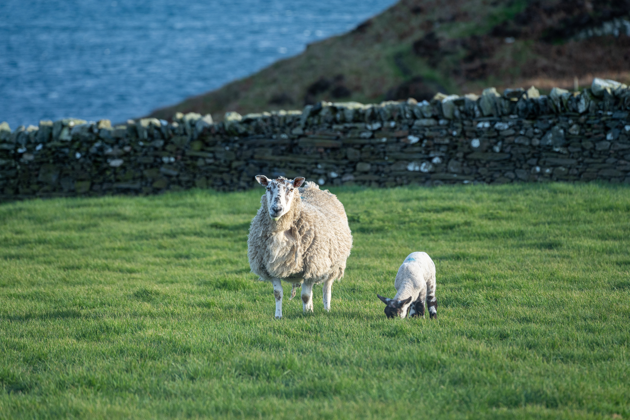 Ein Schaf mit seinem Lamm auf Isle of Man - Bildnachweis: Daniel Sztork Stock-Datei-ID: 1491793859 – Lizenz vom: 04.07.2025