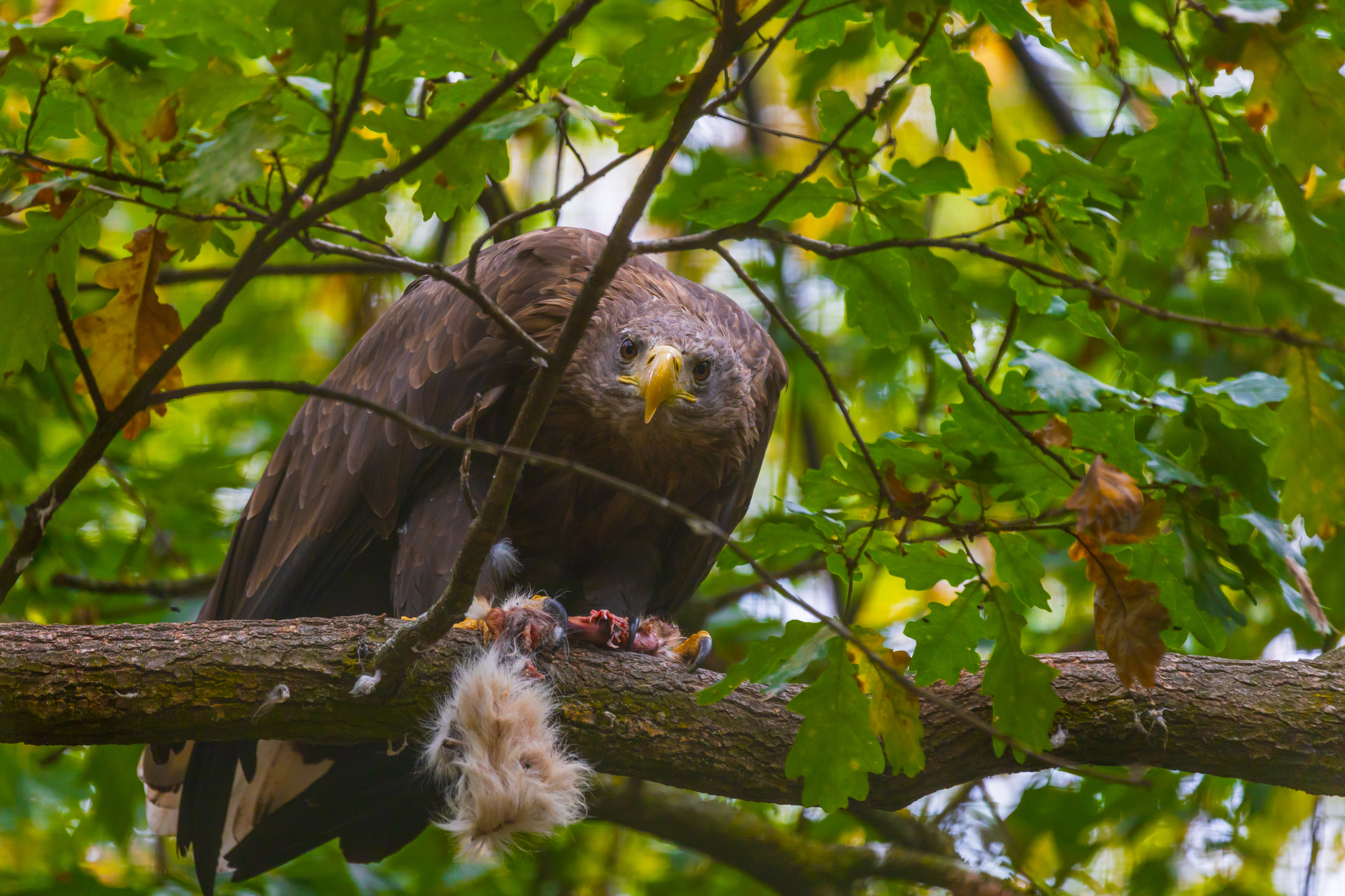 Auch solche Seeadler können am Stettiner Haff beobachtet werden - Bildnachweis: Roman Bjuty Stock-Datei-ID: 1746192413 – Lizenz vom: 09.07.2025