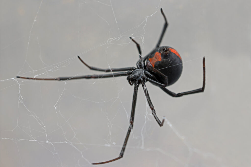 Rotrückenspinne hängt kopfüber in ihrem Netz, deutlich erkennbarer roter Streifen auf dem Rücken.