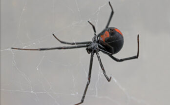 Rotrückenspinne hängt kopfüber in ihrem Netz, deutlich erkennbarer roter Streifen auf dem Rücken.
