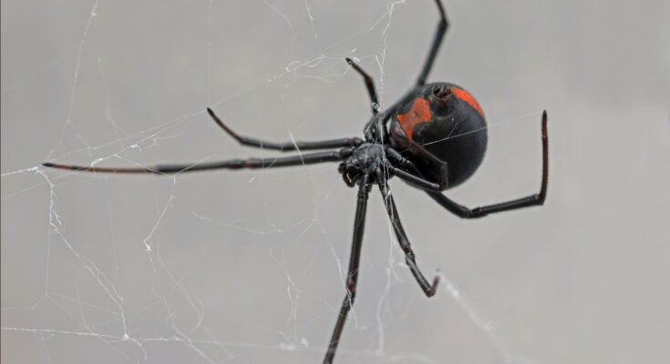 Rotrückenspinne hängt kopfüber in ihrem Netz, deutlich erkennbarer roter Streifen auf dem Rücken.