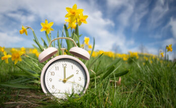 Wecker vor blühenden Narzissen als Symbol für die Zeitumstellung im Frühling.