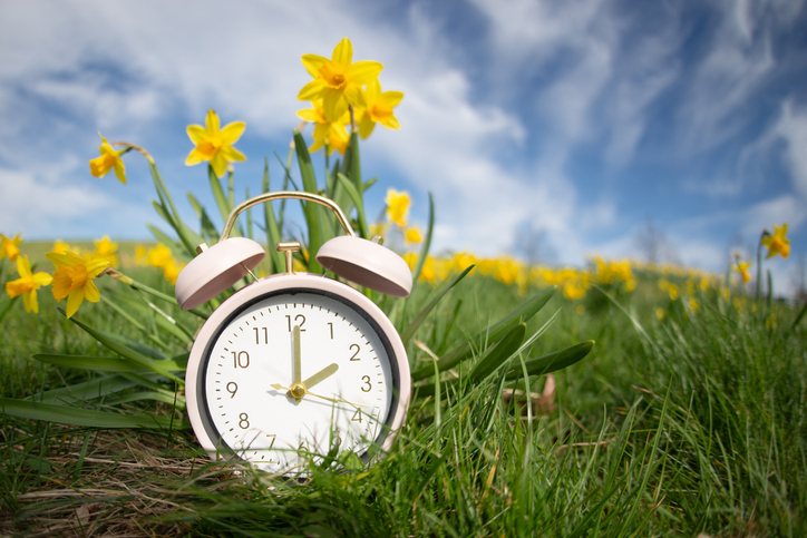 Wecker vor blühenden Narzissen als Symbol für die Zeitumstellung im Frühling.