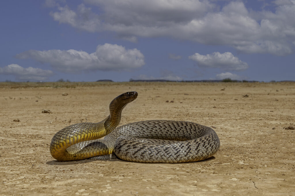 Inlandtaipan liegt auf sandigem Wüstenboden in Australien, Nahaufnahme der giftigen Schlange.