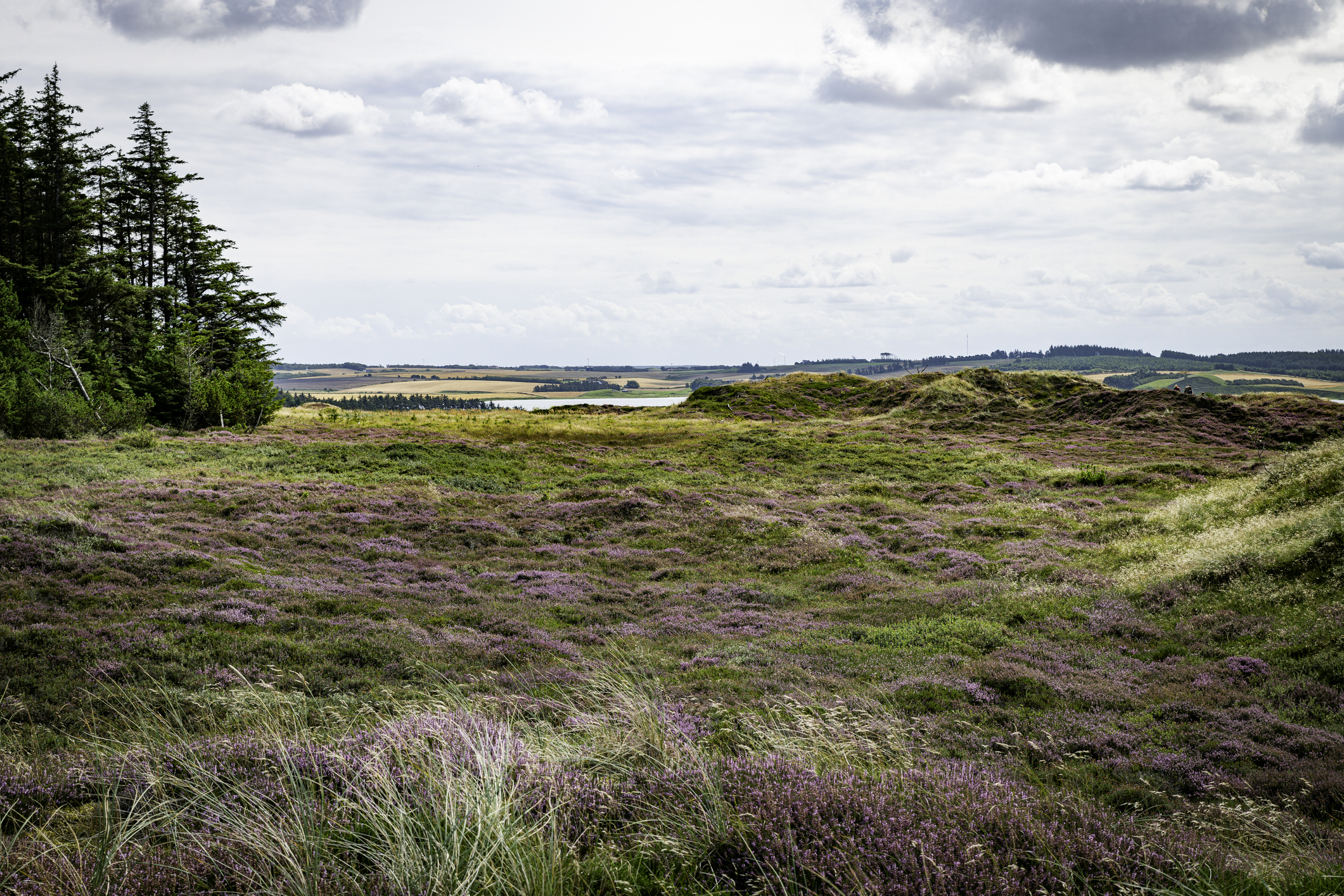 Heidekraut und üppige Landschaft im Thy Nationalpark - Bildnachweis: Chris Willemsen Stock-Datei-ID: 2177164419 – Lizenz vom: 03.07.2025