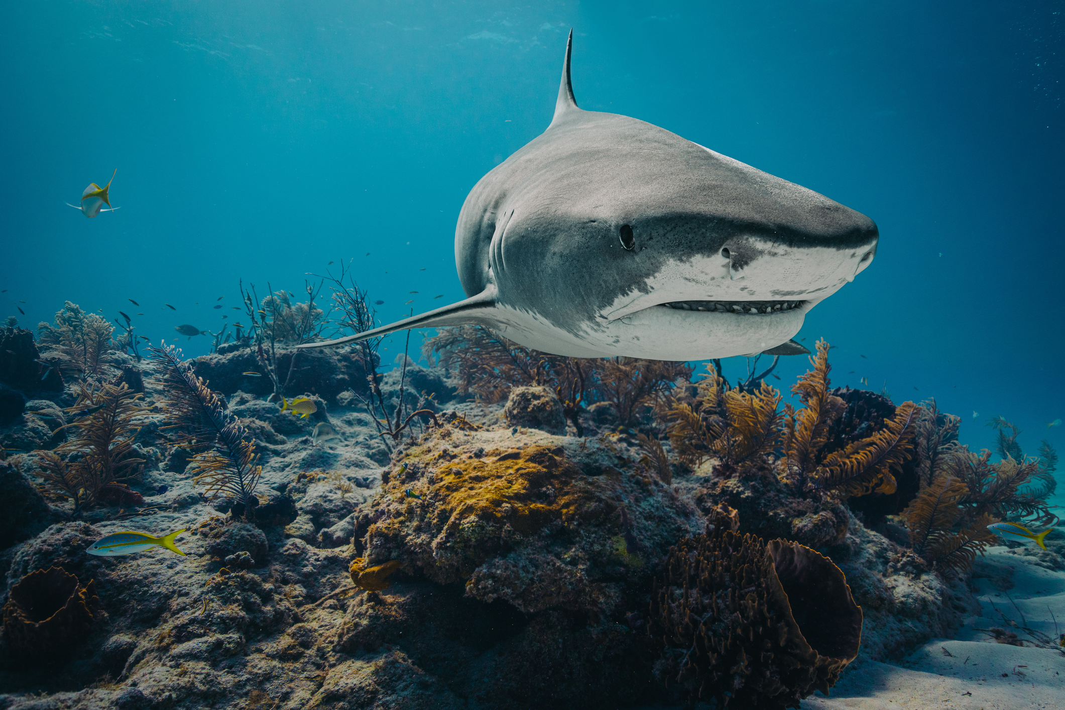 Tigerhai schwimmt im türkisfarbenen Wasser vor den Bahamas, Unterwasseraufnahme bei Tageslicht.
