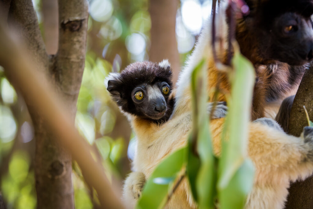Lemuren im Andasibe Mantadia Nationalpark auf Madagaskar - Bildnachweis: Dario Endara Stock-Datei-ID: 2201838166 – Lizenz vom: 08.07.2025