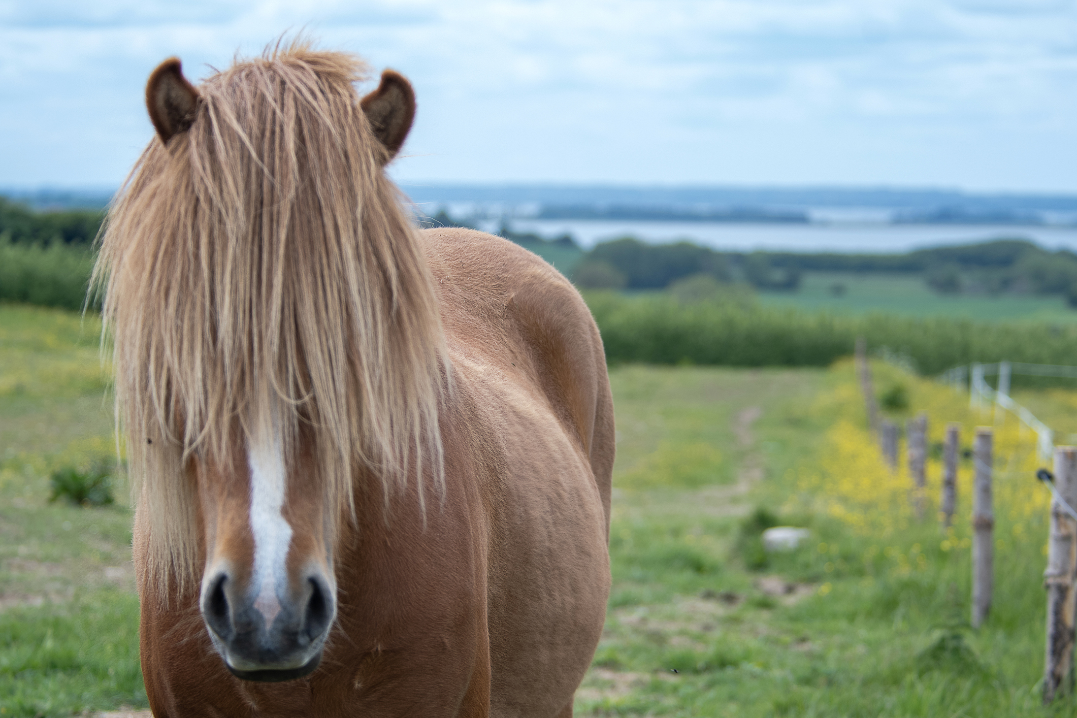 Ein Pferd im Mols Bjerge Nationalpark - Bildnachweis: linephoto Stock-Datei-ID: 2217745053 – Lizenz vom: 03.07.2025