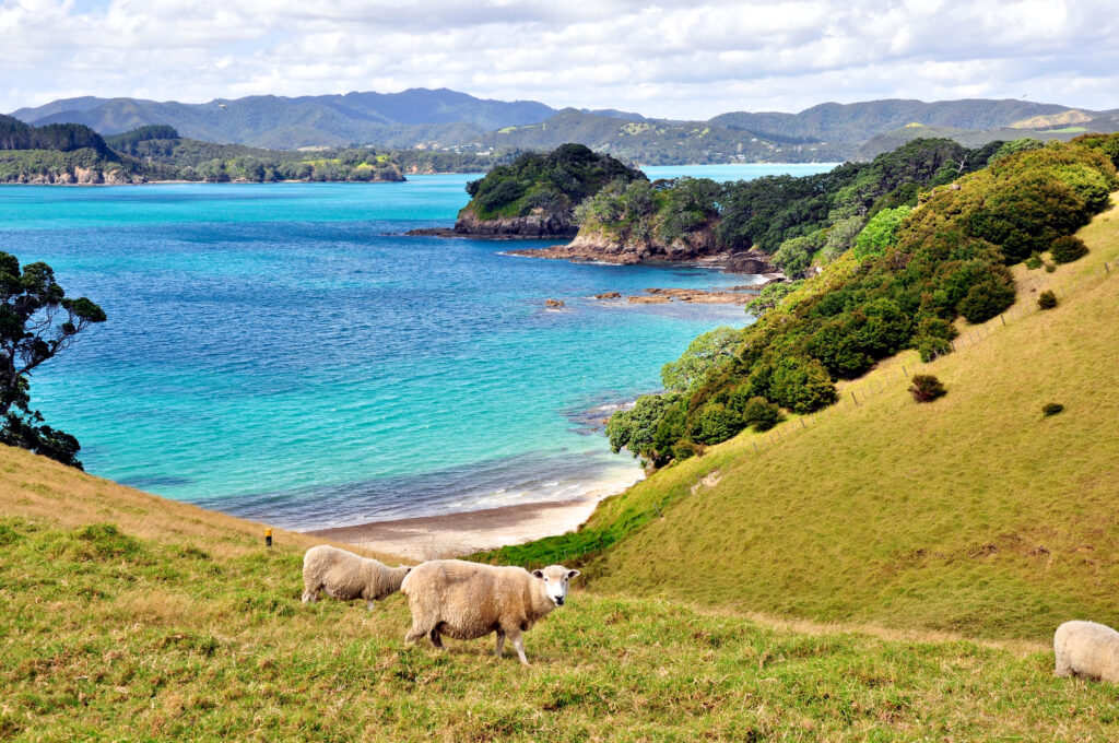 Eine Gruppe Schafe auf der Bay of Islands in Neuseeland - Bildnachweis: pixely Stock-Datei-ID: 503192203 – Lizenz vom: 04.07.2025